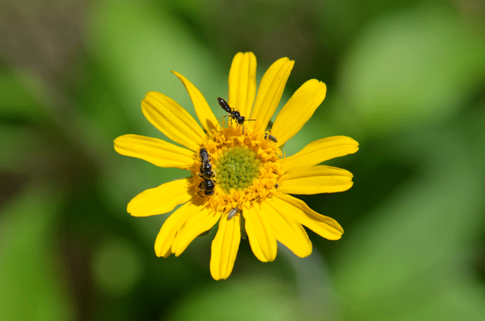 Rothrock's Crownbeard has showy golden-yellow flowers. The flowering heads are on the tips of long leafless stems. Heads have both ray and disk florets. Verbesina rothrockii